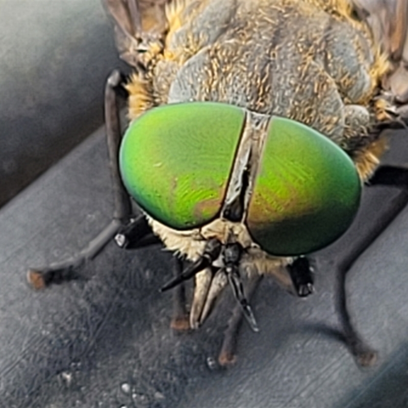 Tabanus australicus