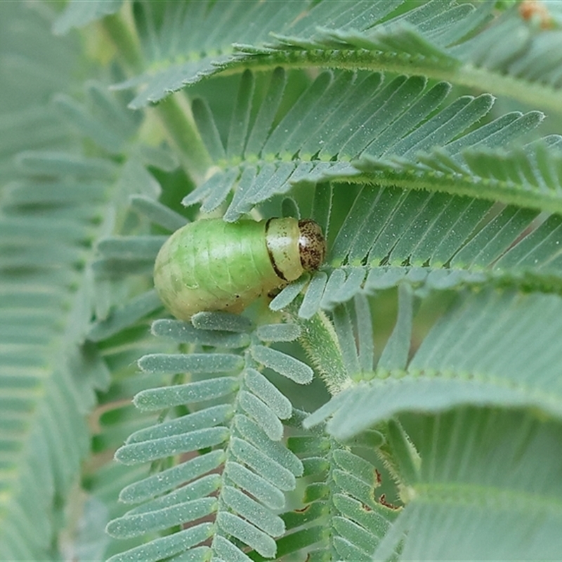 Calomela sp. (genus)