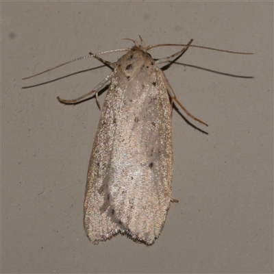 Stictochila (genus)