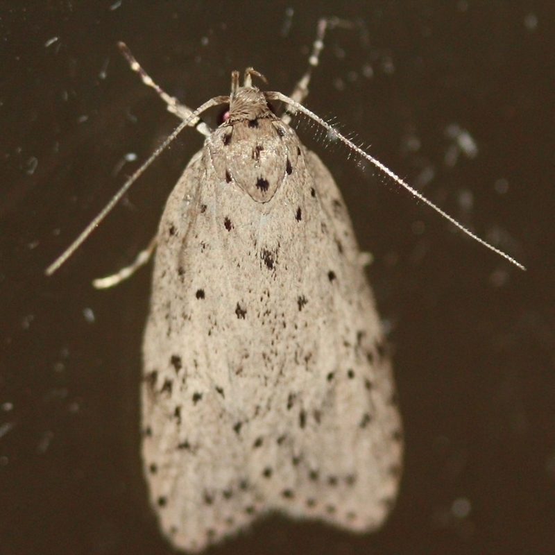 Stictochila (genus)