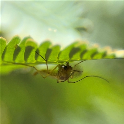 Chaoboridae (family)