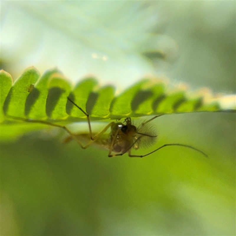 Chaoboridae (family)