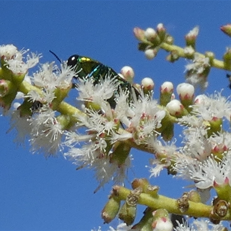 Selagis sp. (genus)