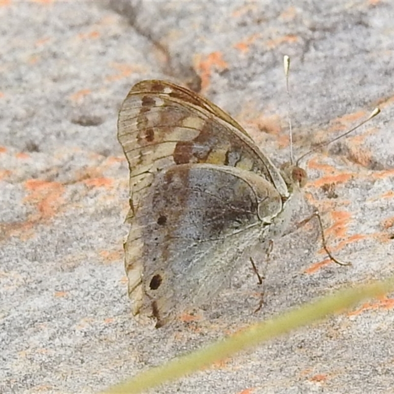 Junonia orithya