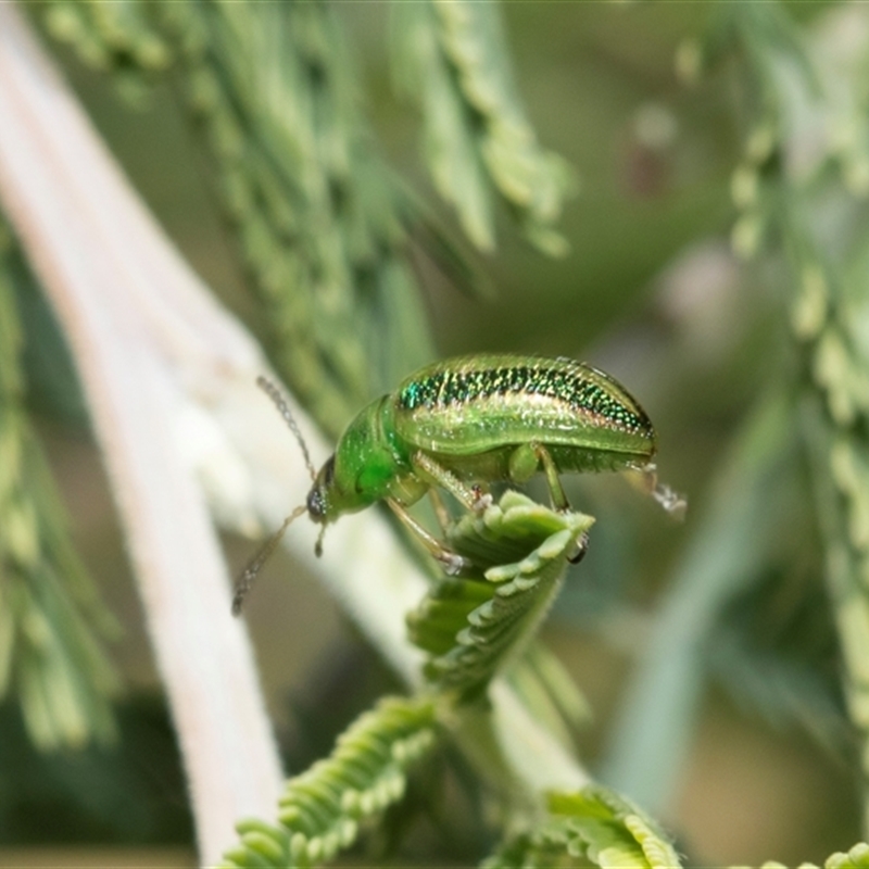 Calomela vittata