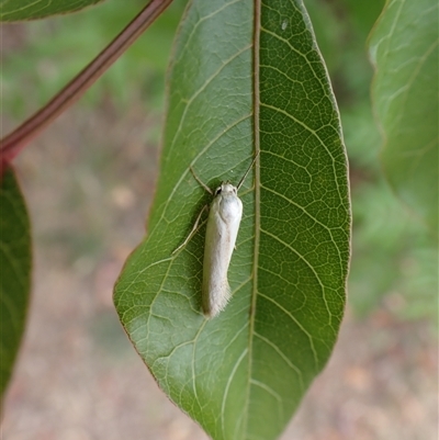 Philobota homochroa