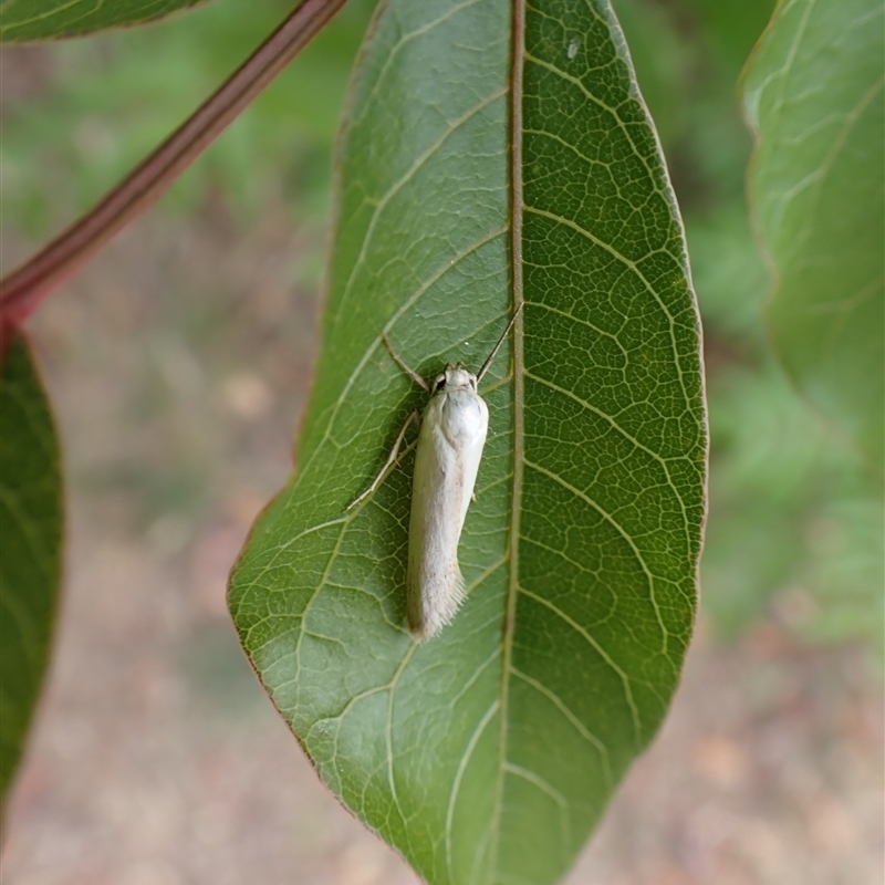 Philobota homochroa