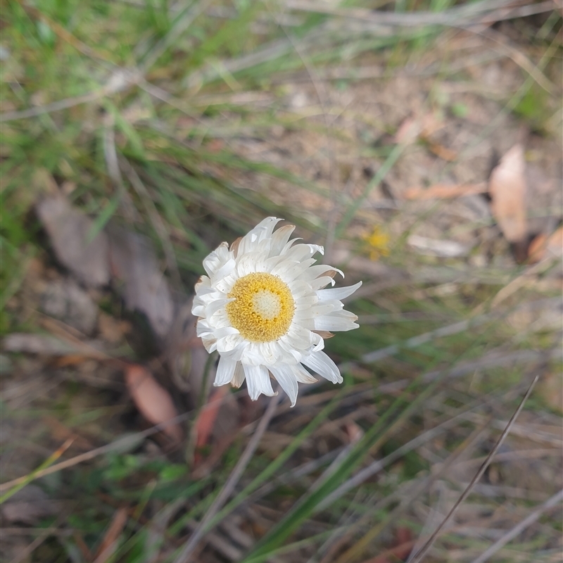 Argentipallium dealbatum