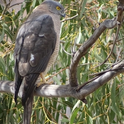 Accipiter fasciatus