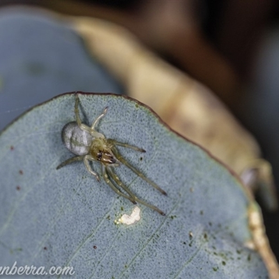 Cheiracanthiidae (family)