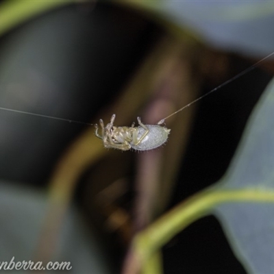 Cheiracanthiidae (family)