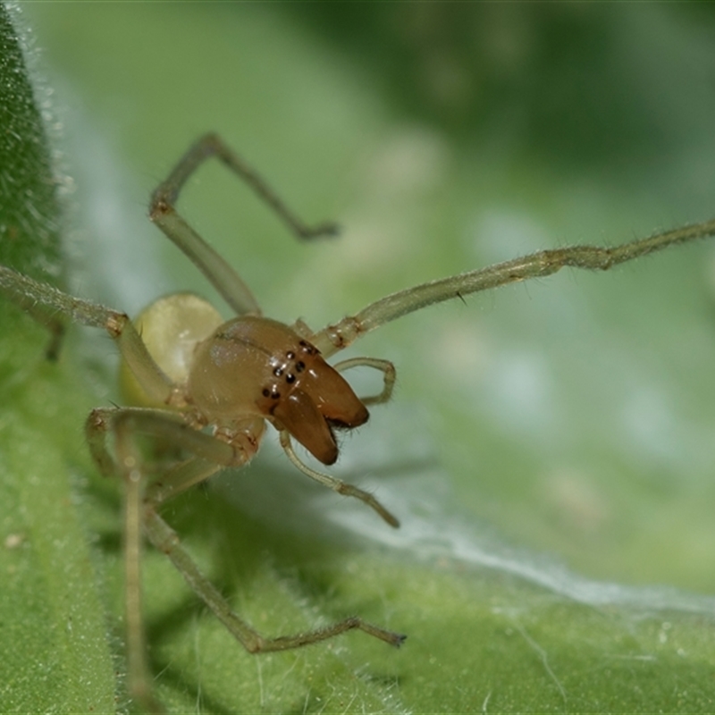 Cheiracanthiidae (family)