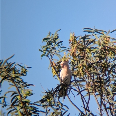 Lophochroa leadbeateri mollis