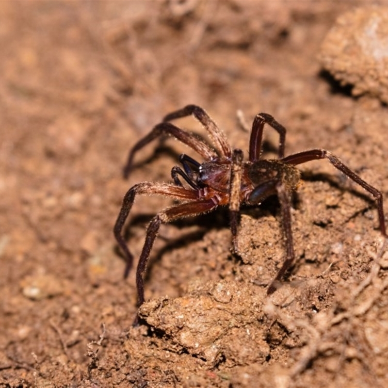 Gradungulidae