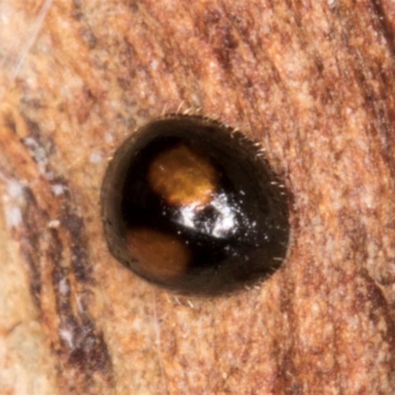 Serangium maculigerum