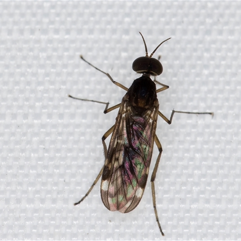 Sylvicola (genus)