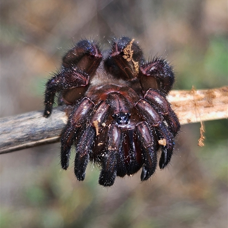 Idiosoma sp. (Genus)