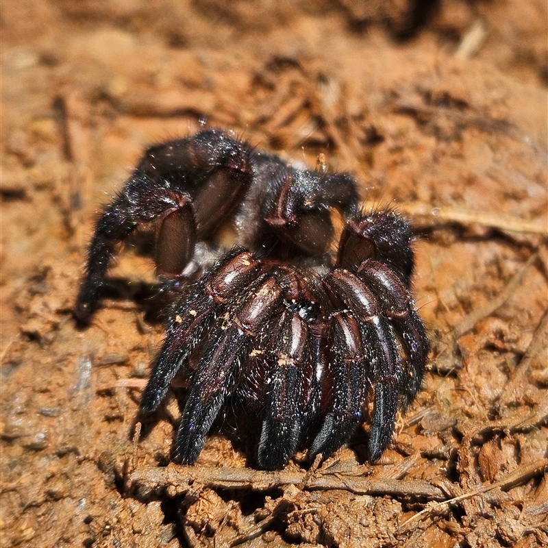 Idiosoma sp. (Genus)