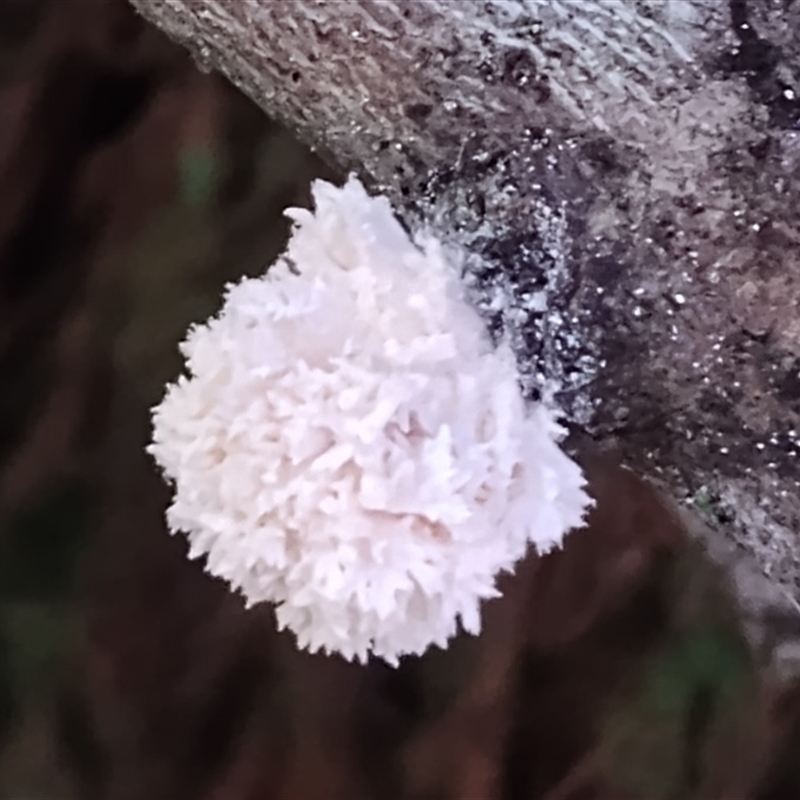 Xylaria cubensis [Xylocoremium flabelliforme form]