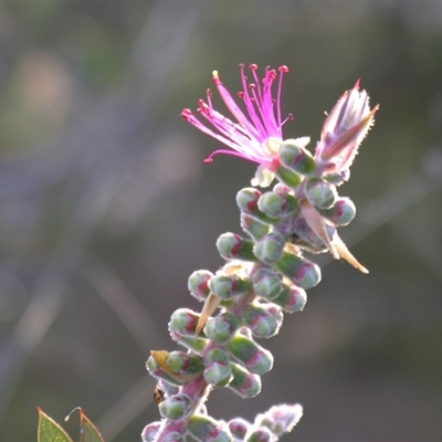 Callistemon pungens