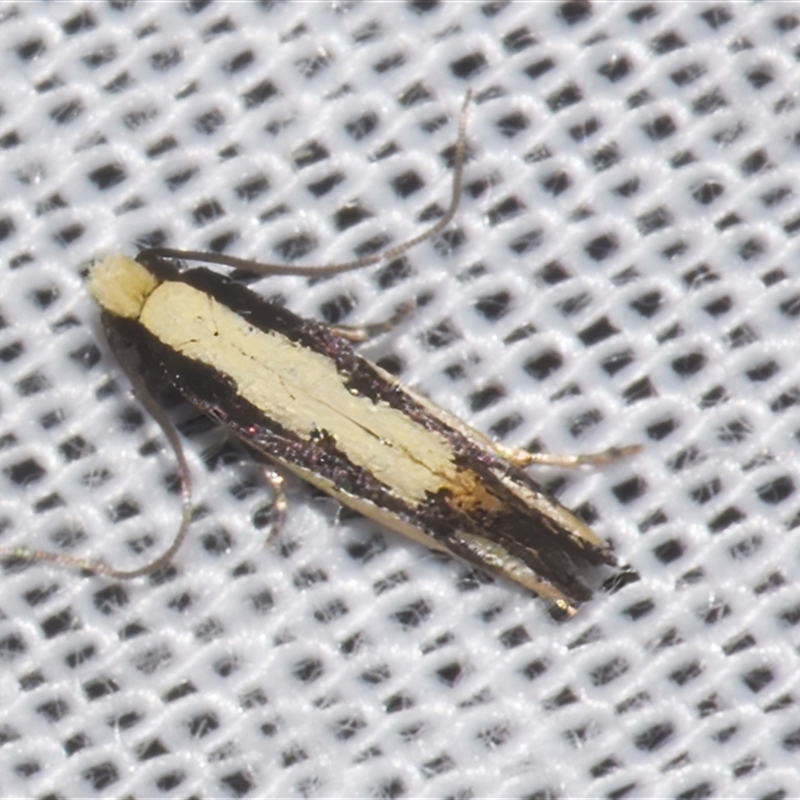 Analytarcha colleta