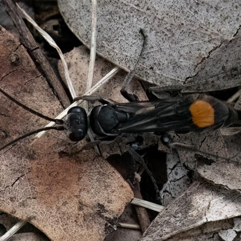 Calopompilus sp. (genus)