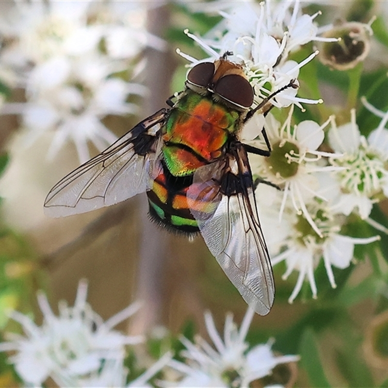 Rutilia rubriceps-idesa-panthea-caesia-goerlingiana (complex)