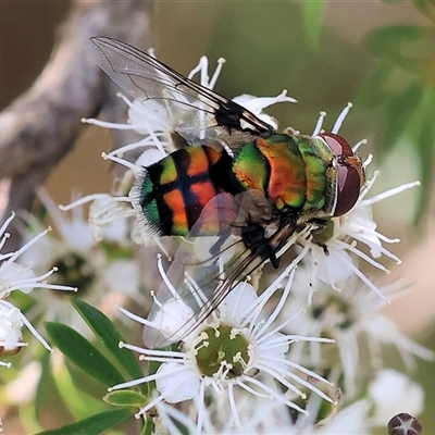 Rutilia rubriceps-idesa-panthea-caesia-goerlingiana (complex)