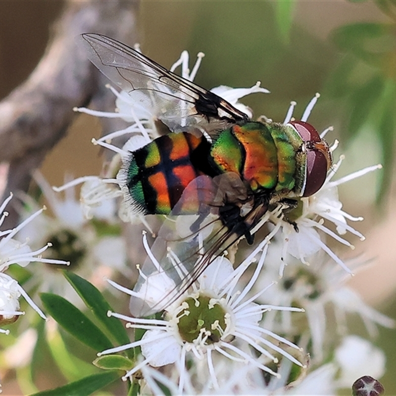 Rutilia rubriceps-idesa-panthea-caesia-goerlingiana (complex)