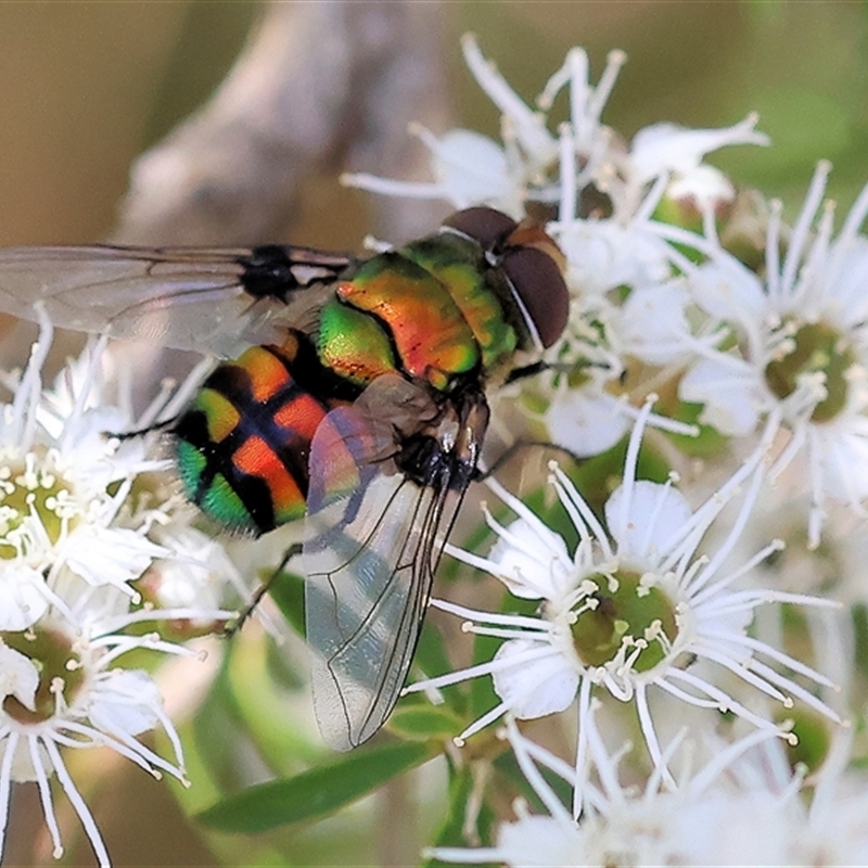 Rutilia rubriceps-idesa-panthea-caesia-goerlingiana (complex)