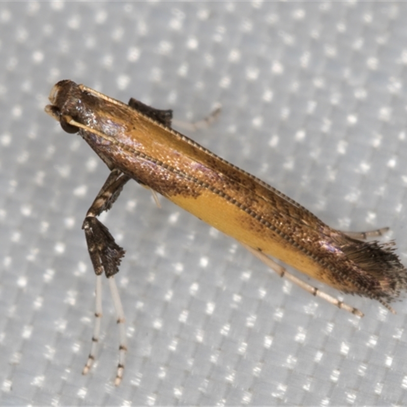 Caloptilia azaleella