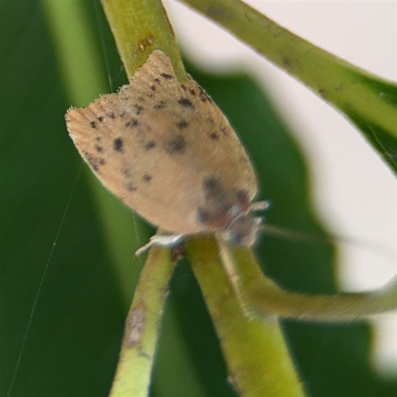 Prionocris charodes