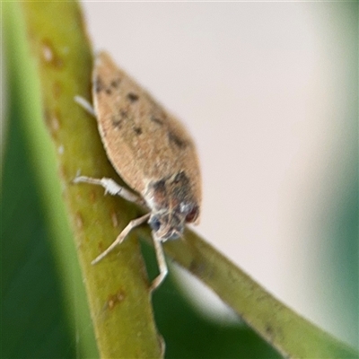 Prionocris charodes