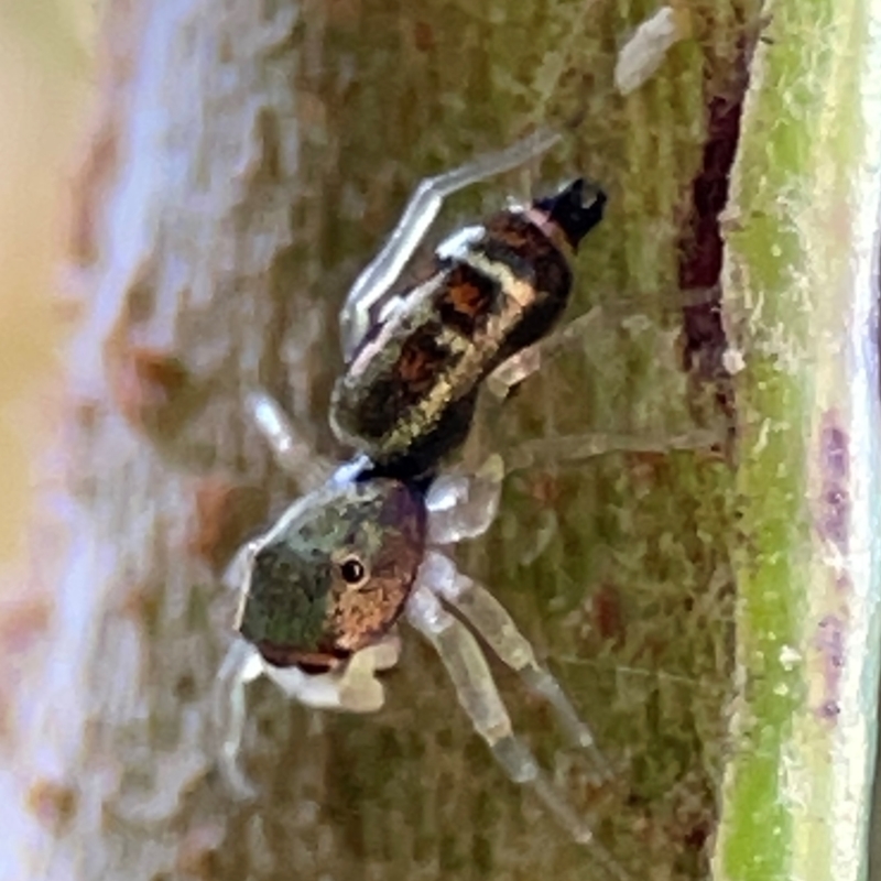 Cosmophasis sp. (genus)