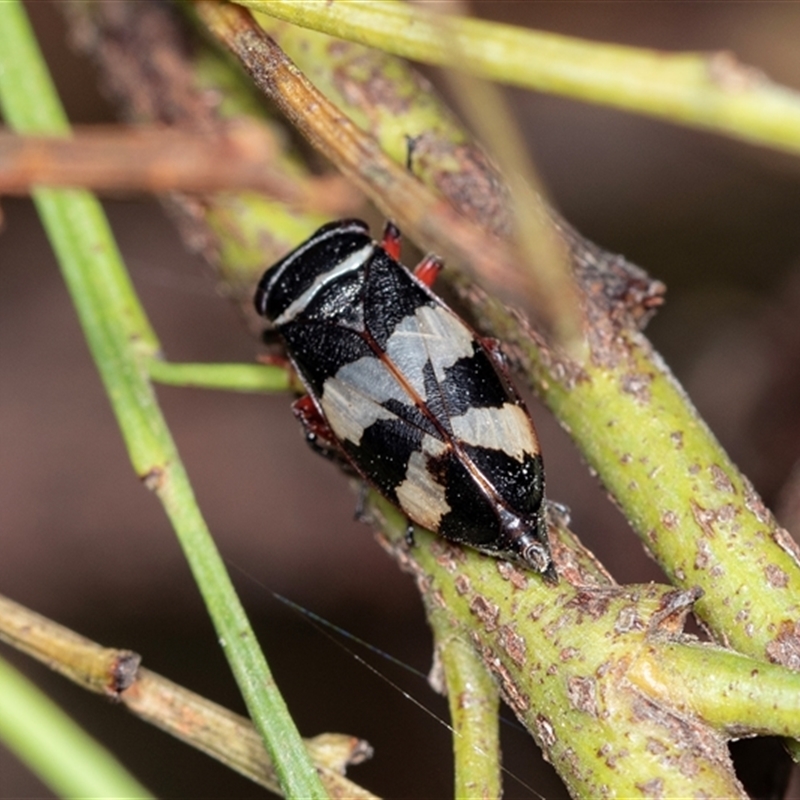 Platyeurymela sp. (genus)