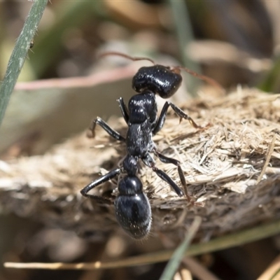 Myrmecia maura