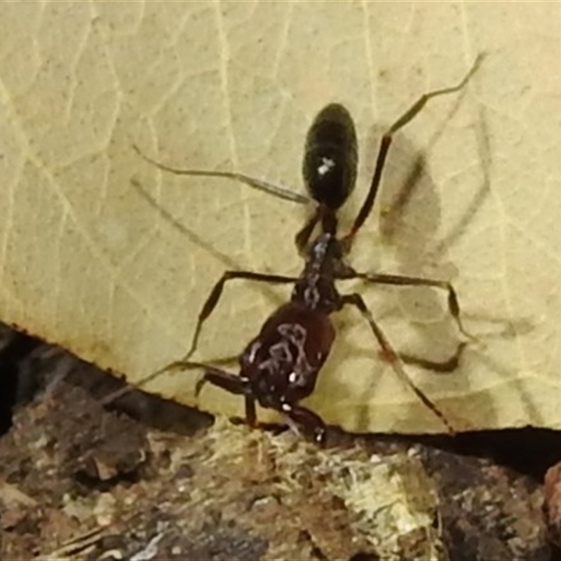 Odontomachus sp. (genus)