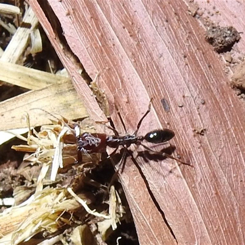 Odontomachus sp. (genus)