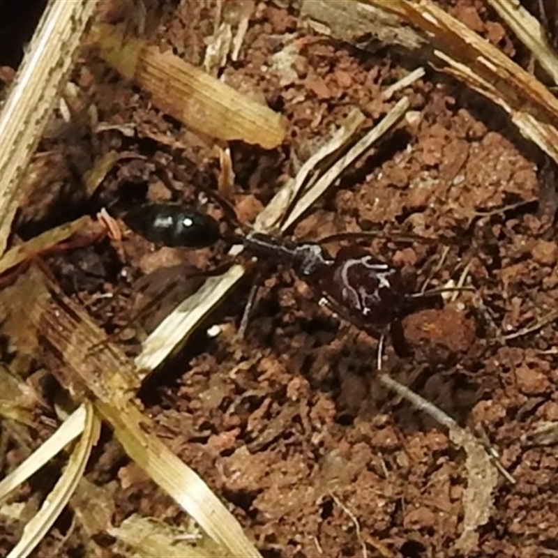 Odontomachus sp. (genus)