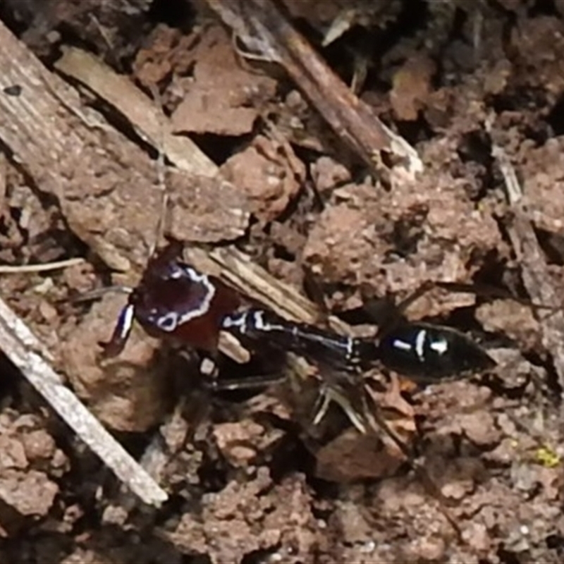 Odontomachus sp. (genus)