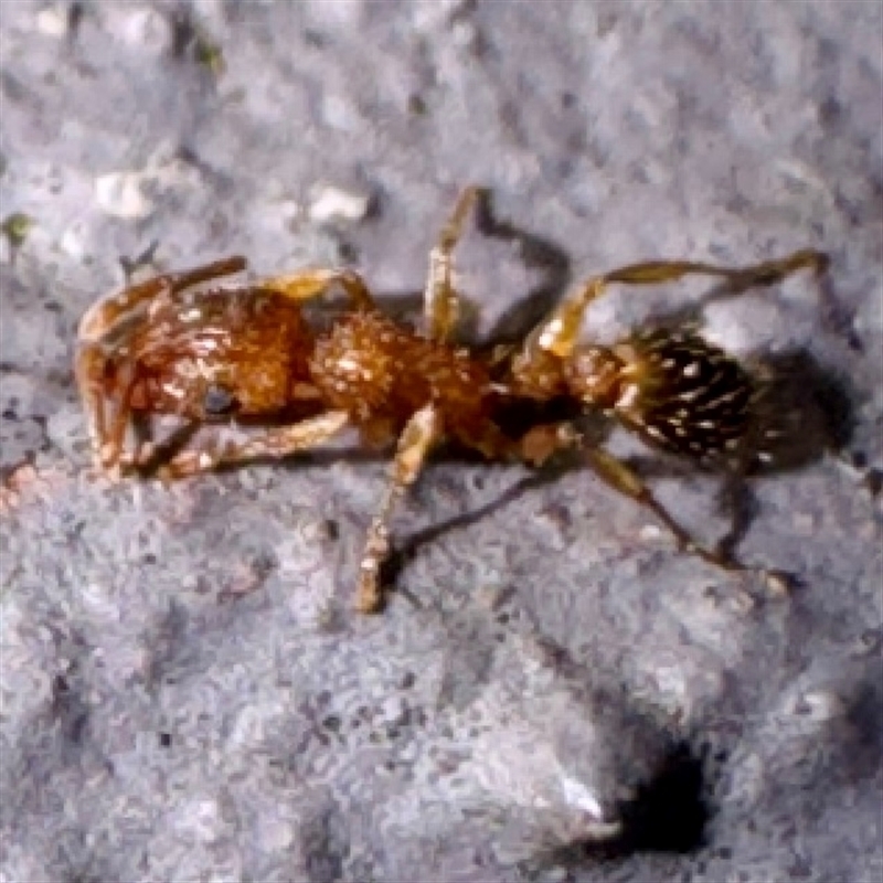 Tetramorium / Austromorium (genus group)