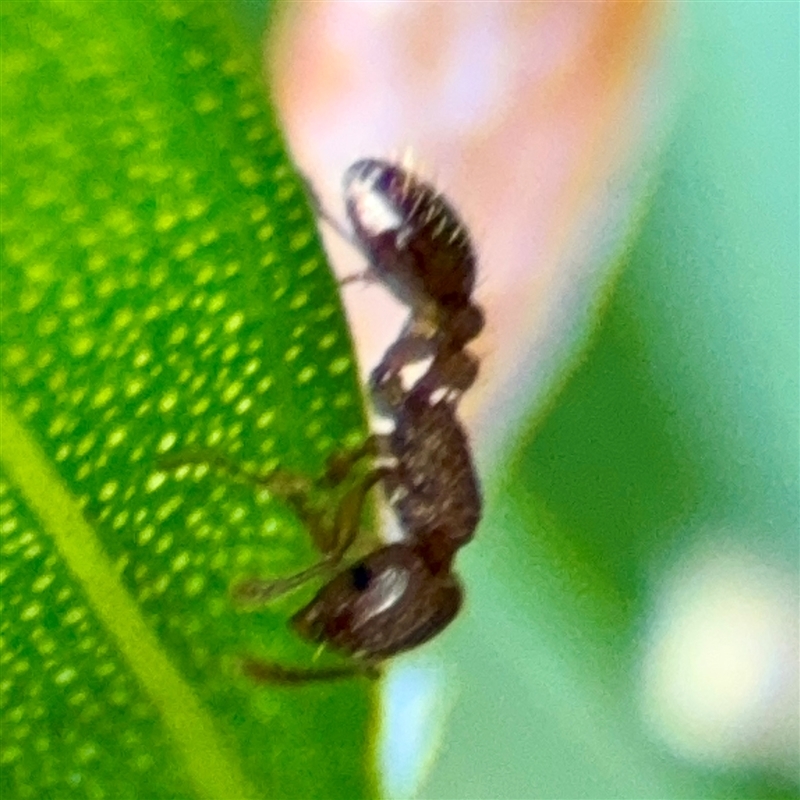 Tetramorium / Austromorium (genus group)