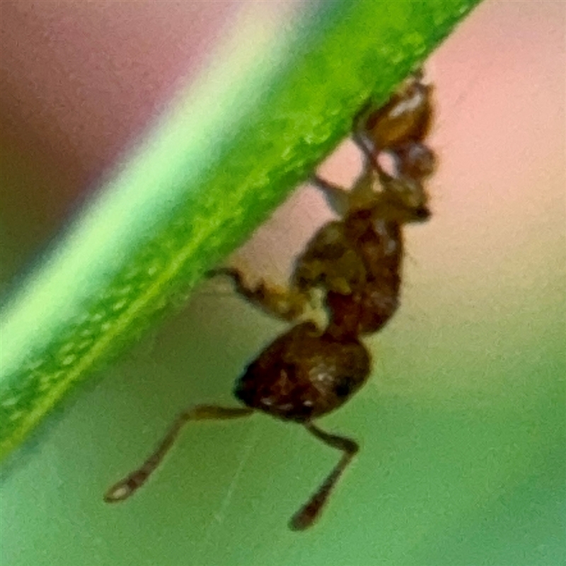 Tetramorium / Austromorium (genus group)