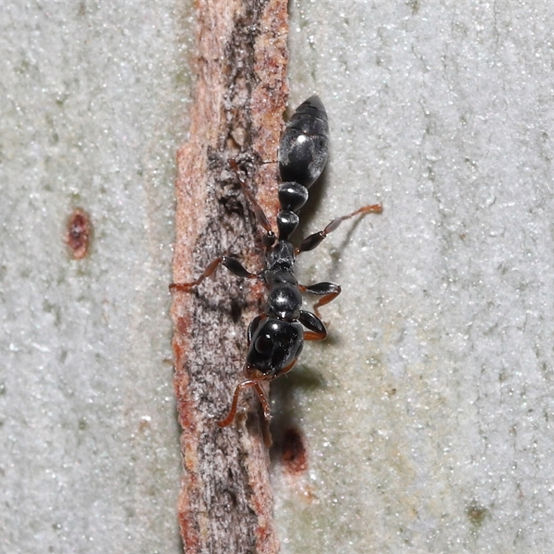 Tetraponera sp. (genus)