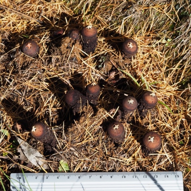 Calostoma fuscum