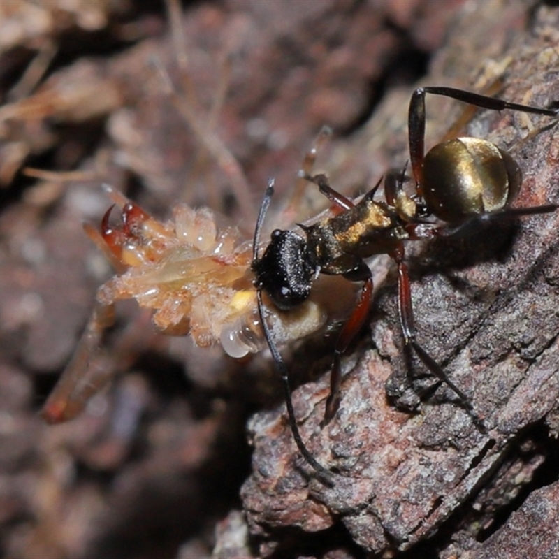 Polyrhachis rufifemur