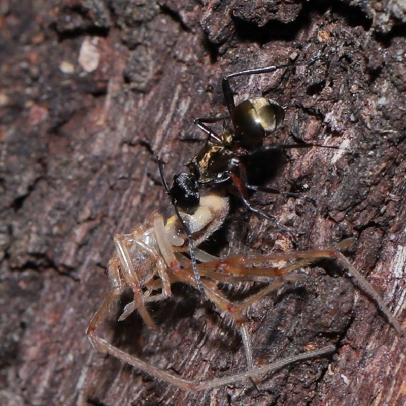 Polyrhachis rufifemur