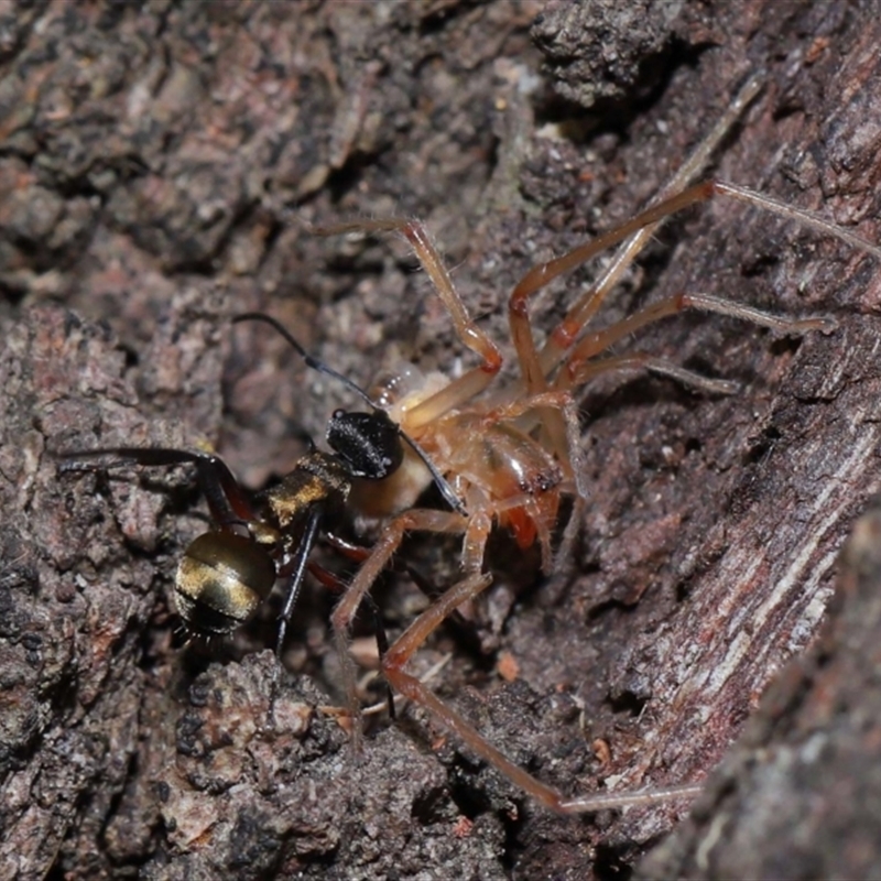 Polyrhachis rufifemur