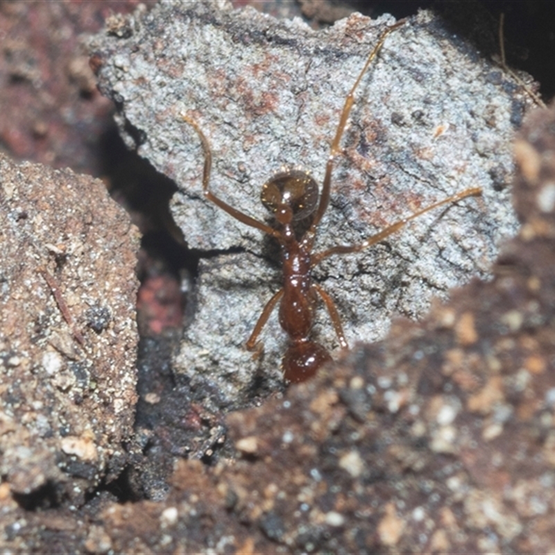 Aphaenogaster sp.