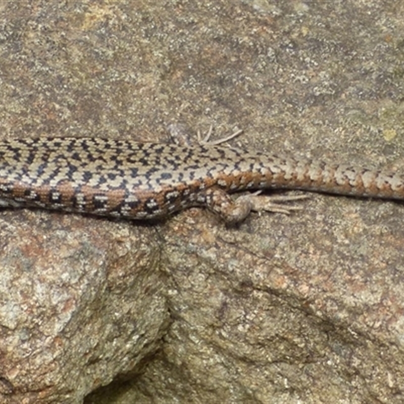 Carinascincus ocellatus